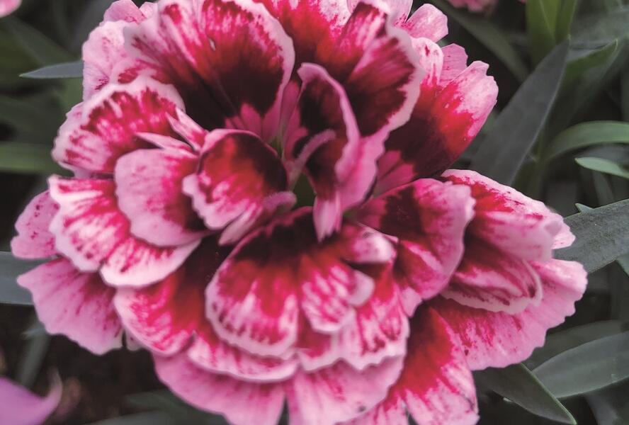 Hvozdík karafiát 'Sw.P. Carmine Picotee' - Dianthus caryophyllus 'Sw.P. Carmine Picotee'