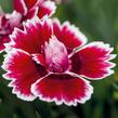 Hvozdík karafiát 'Sw.P. Red Picotee' - Dianthus caryophyllus 'Sw.P. Red Picotee'