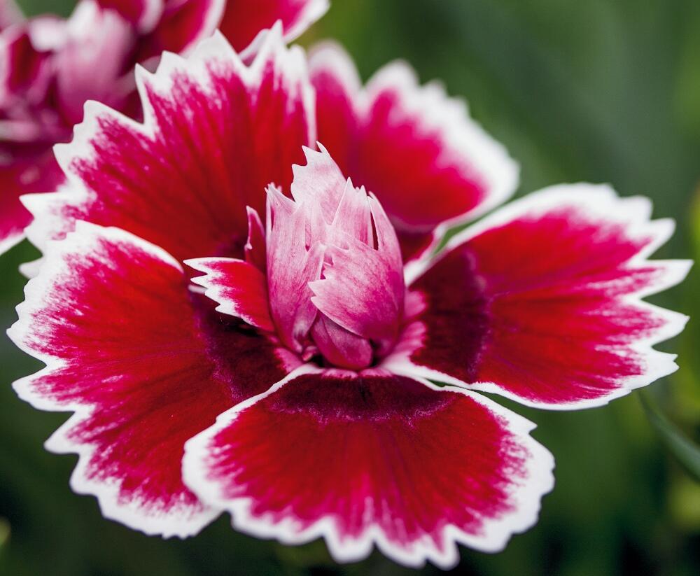 Hvozdík karafiát 'Sw.P. Red Picotee' - Dianthus caryophyllus 'Sw.P. Red Picotee'