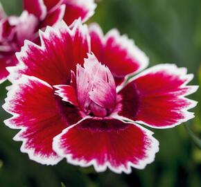 Hvozdík karafiát 'Sw.P. Red Picotee' - Dianthus caryophyllus 'Sw.P. Red Picotee'