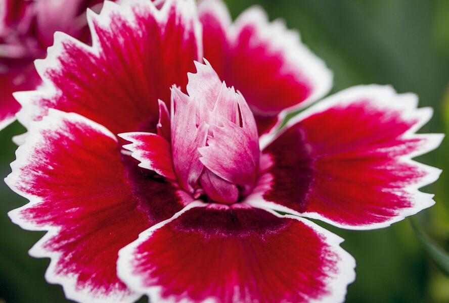 Hvozdík karafiát 'Sw.P. Red Picotee' - Dianthus caryophyllus 'Sw.P. Red Picotee'