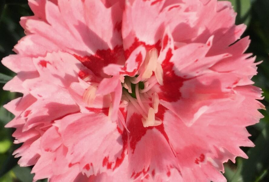 Hvozdík karafiát 'Sw.P. Salmon Eye' - Dianthus caryophyllus 'Sw.P. Salmon Eye'