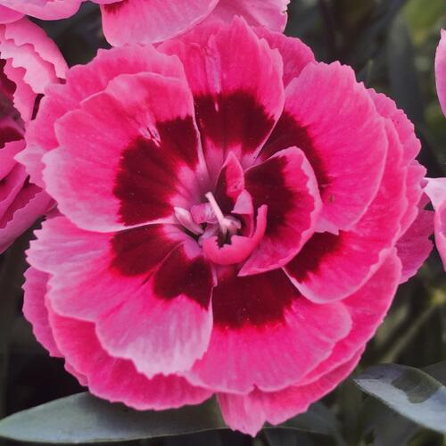 Hvozdík karafiát 'Sw.P. Pink Eye' - Dianthus caryophyllus 'Sw.P. Pink Eye'
