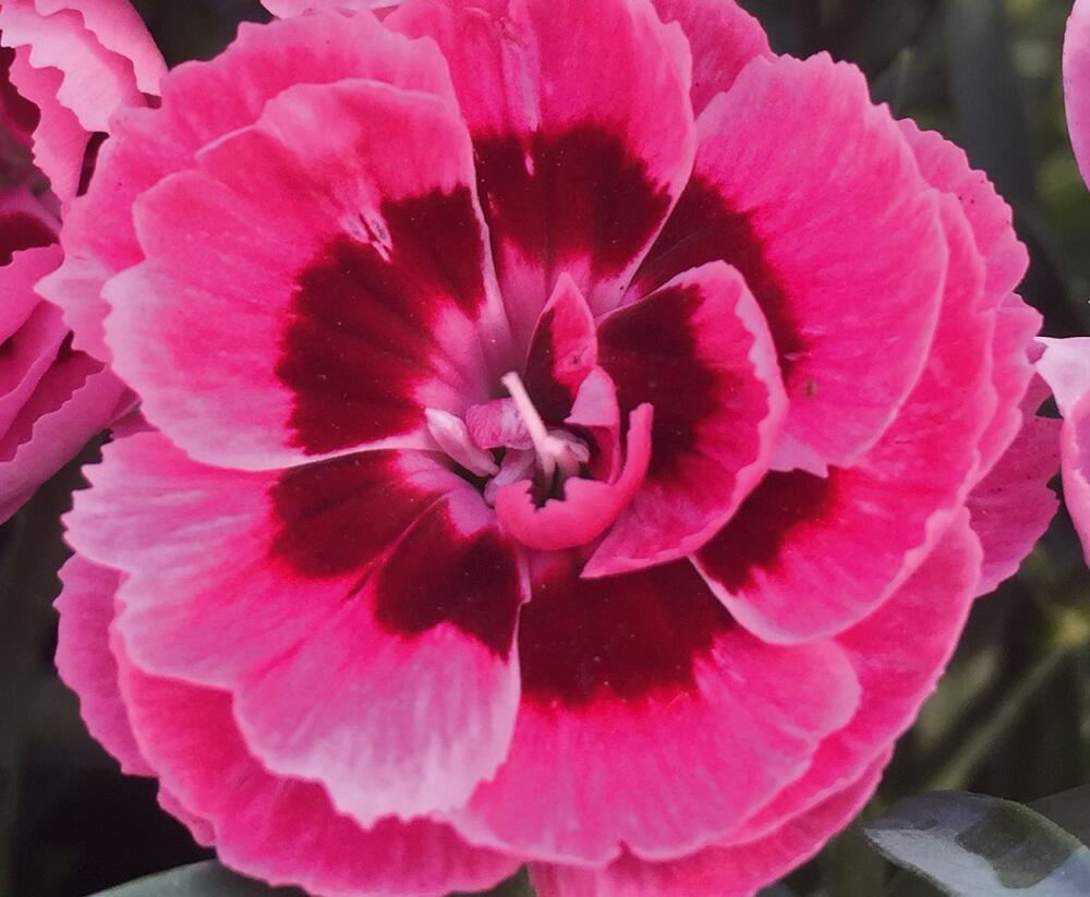 Hvozdík karafiát 'Sw.P. Pink Eye' - Dianthus caryophyllus 'Sw.P. Pink Eye'