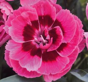 Hvozdík karafiát 'Sw.P. Pink Eye' - Dianthus caryophyllus 'Sw.P. Pink Eye'