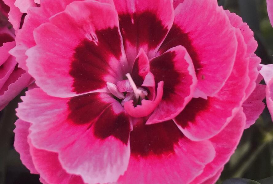 Hvozdík karafiát 'Sw.P. Pink Eye' - Dianthus caryophyllus 'Sw.P. Pink Eye'