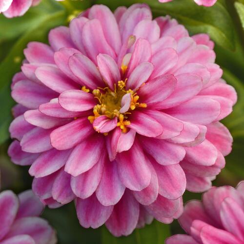 Ostálka hybrida 'Zahara Double Raspberry Swizzle' - Zinnia hybrida 'Zahara Double Raspberry Swizzle'