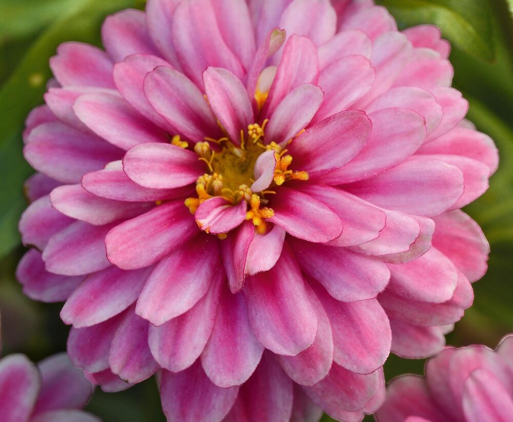 Ostálka hybrida 'Zahara Double Raspberry Swizzle' - Zinnia hybrida 'Zahara Double Raspberry Swizzle'