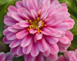 Ostálka hybrida 'Zahara Double Raspberry Swizzle'