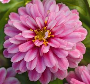 Ostálka hybrida 'Zahara Double Raspberry Swizzle' - Zinnia hybrida 'Zahara Double Raspberry Swizzle'