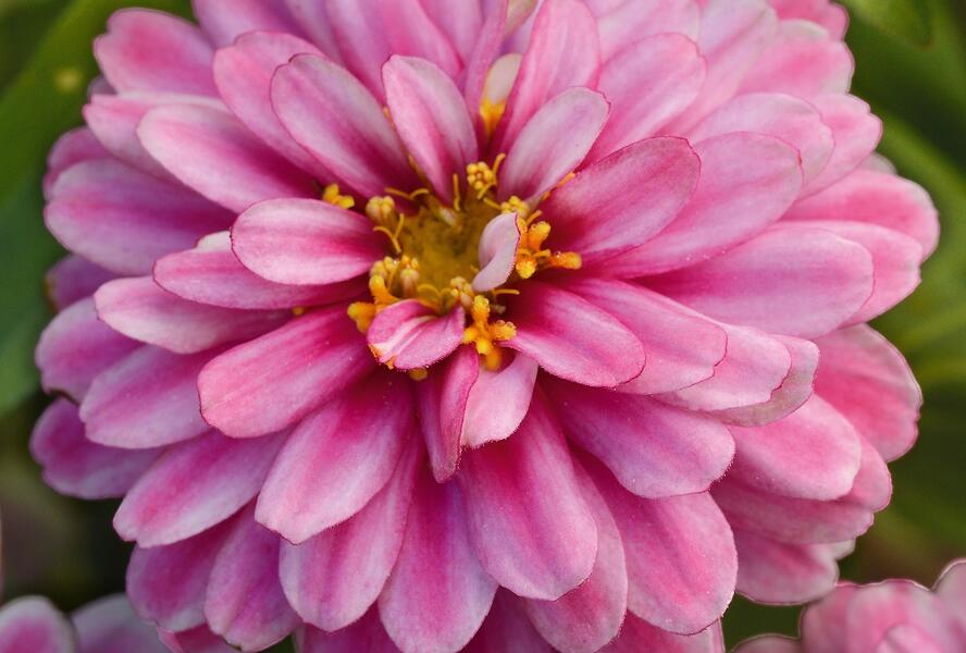 Ostálka hybrida 'Zahara Double Raspberry Swizzle' - Zinnia hybrida 'Zahara Double Raspberry Swizzle'