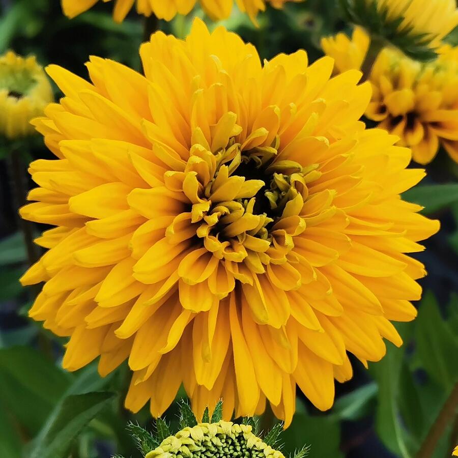 Třapatka 'Summerdaisy's Double Gold' - Rudbeckia hybrida 'Summerdaisy's Double Gold'