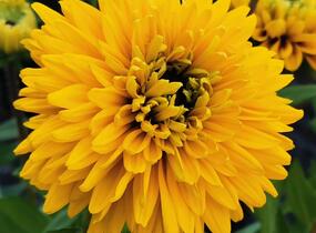 Třapatka 'Summerdaisy's Double Gold' - Rudbeckia hybrida 'Summerdaisy's Double Gold'