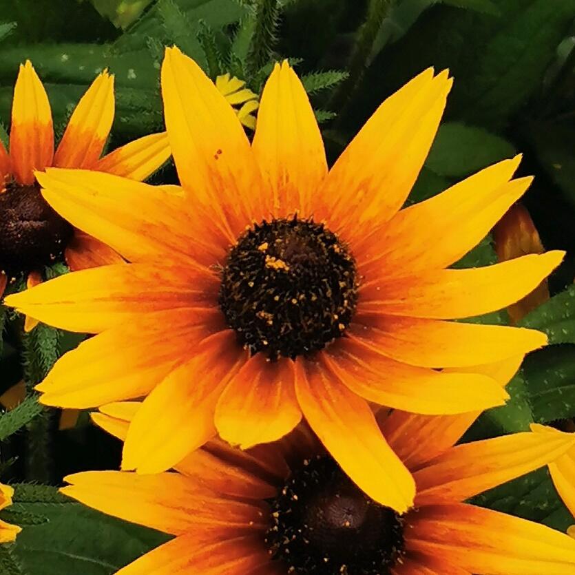 Třapatka 'Summerdaisy's Compact Double Dark Ring' - Rudbeckia hybrida 'Summerdaisy's Compact Double Dark Ring'