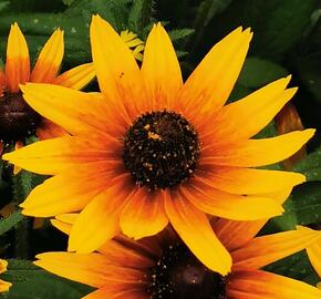 Třapatka 'Summerdaisy's Compact Double Dark Ring' - Rudbeckia hybrida 'Summerdaisy's Compact Double Dark Ring'