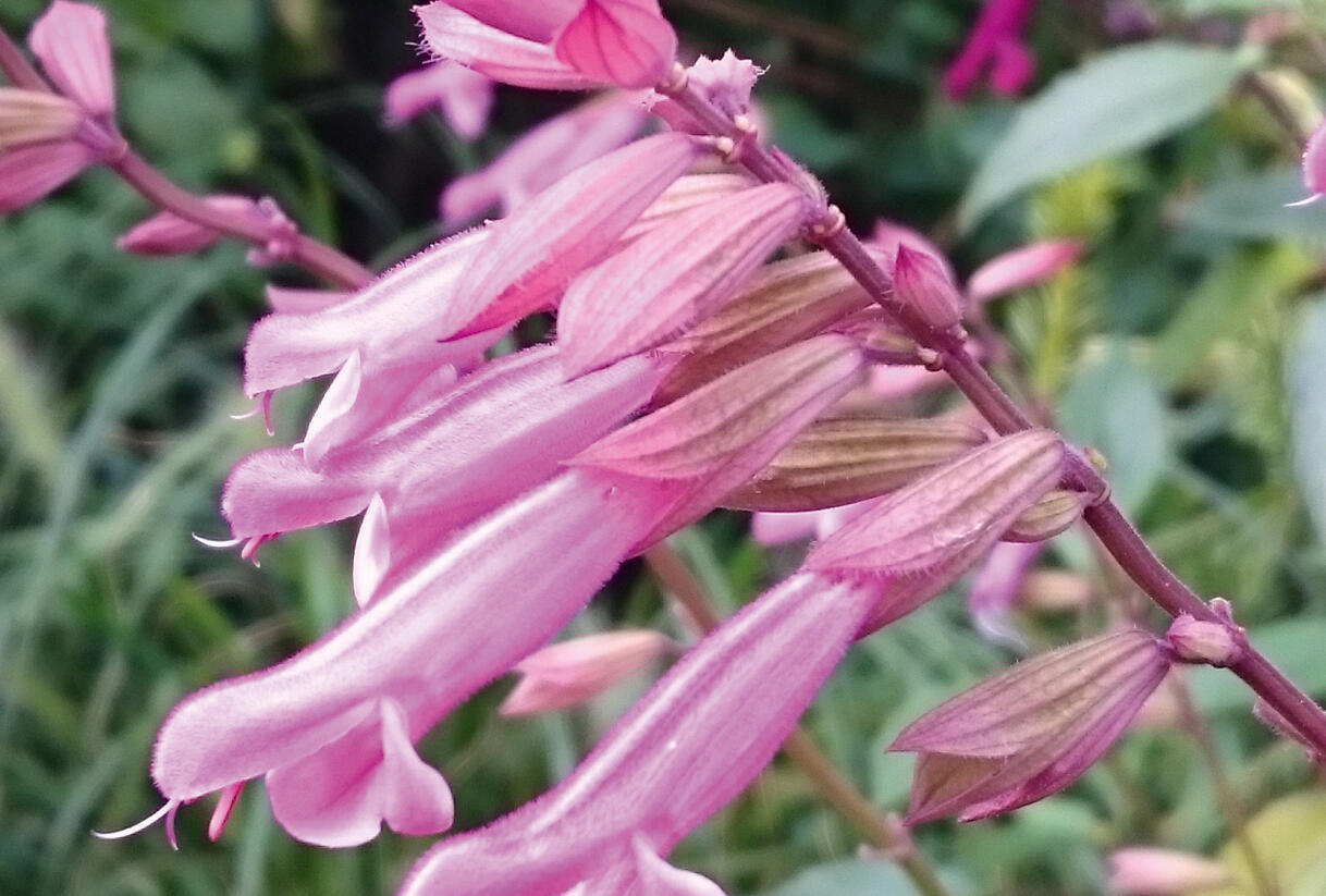 Šalvěj 'Kisses & Wishes' - Salvia hybrida 'Kisses & Wishes'