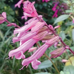 Šalvěj 'Kisses & Wishes' - Salvia hybrida 'Kisses & Wishes'