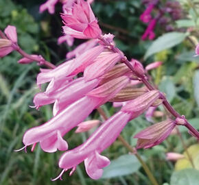 Šalvěj 'Kisses & Wishes' - Salvia hybrida 'Kisses & Wishes'