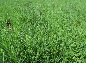 Svatolina rozmarýnolistá - Santolina rosmarinifolia