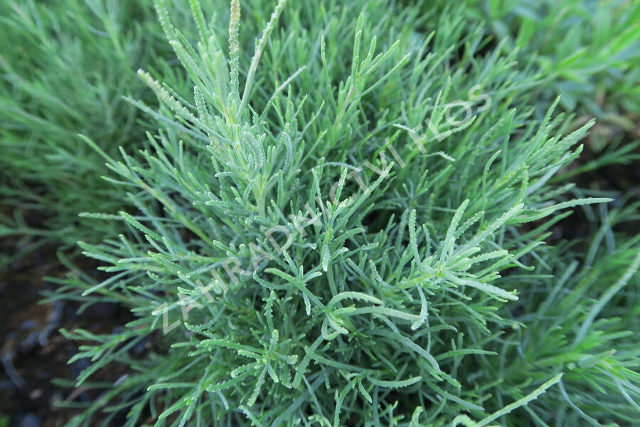Svatolina rozmarýnolistá - Santolina rosmarinifolia