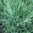 Svatolina rozmarýnolistá - Santolina rosmarinifolia