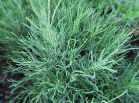Svatolina rozmarýnolistá - Santolina rosmarinifolia