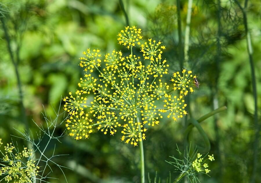 Kopr vonný - Anethum graveolens