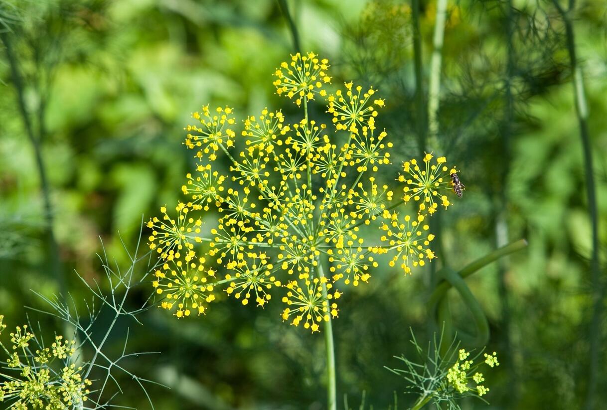 Kopr vonný - Anethum graveolens