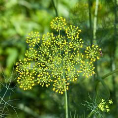 Kopr vonný - Anethum graveolens