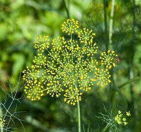 Kopr vonný - Anethum graveolens