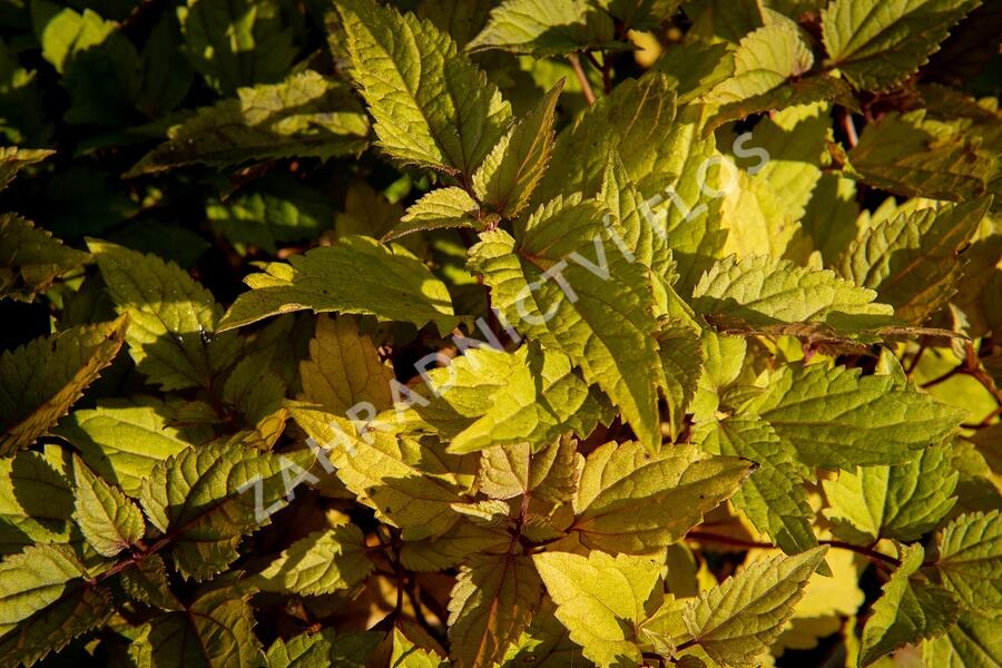 Sadec 'Chocolate' - Eupatorium rugosum 'Chocolate'