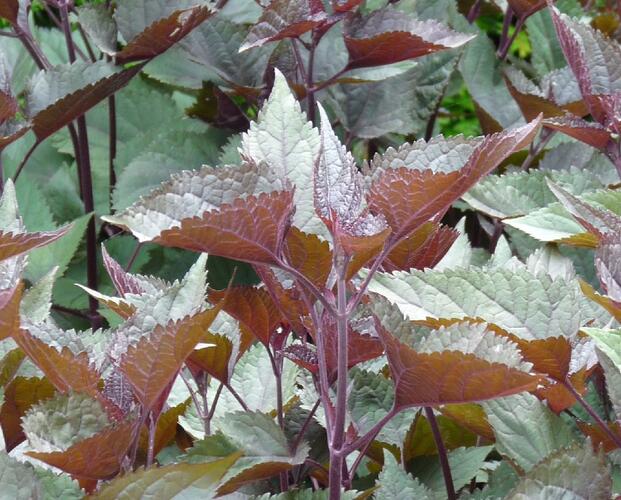 Sadec 'Chocolate' - Eupatorium rugosum 'Chocolate'