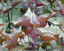 Sadec 'Chocolate'