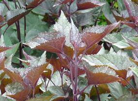 Sadec 'Chocolate' - Eupatorium rugosum 'Chocolate'