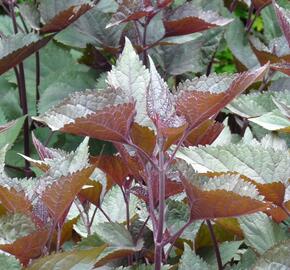 Sadec 'Chocolate' - Eupatorium rugosum 'Chocolate'