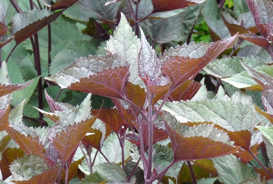 Sadec 'Chocolate' - Eupatorium rugosum 'Chocolate'