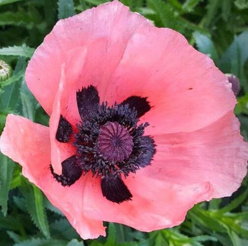 Mák východní 'Rose' - Papaver orientale 'Rose'