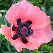 Mák východní 'Rose' - Papaver orientale 'Rose'