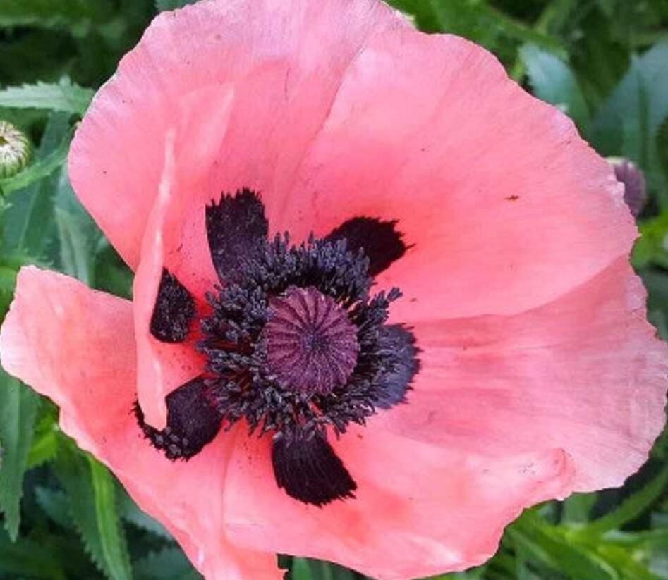 Mák východní 'Rose' - Papaver orientale 'Rose'
