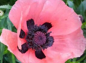 Mák východní 'Rose' - Papaver orientale 'Rose'