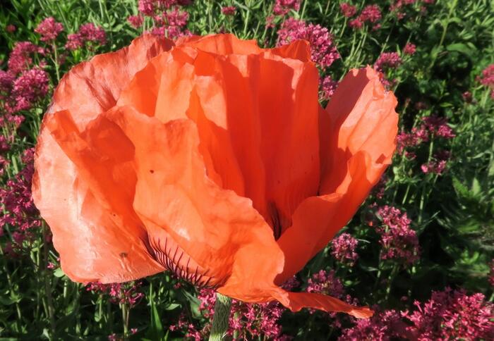 Mák východní 'Orange Red' - Papaver orientale 'Orange Red'