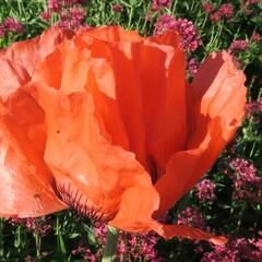 Mák východní 'Orange Red' - Papaver orientale 'Orange Red'
