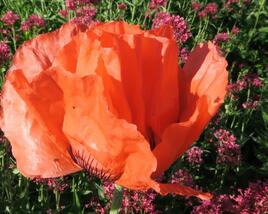 Mák východní 'Orange Red'
