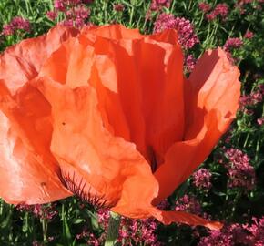 Mák východní 'Orange Red' - Papaver orientale 'Orange Red'