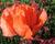 Mák východní 'Orange Red'