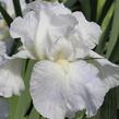 Kosatec německý 'Lady Snowflake' - Iris barbata-elatior 'Lady Snowflake'