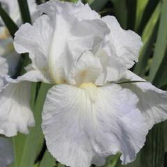 Kosatec německý 'Lady Snowflake' - Iris barbata-elatior 'Lady Snowflake'
