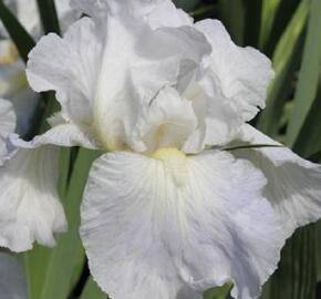 Kosatec německý 'Lady Snowflake' - Iris barbata-elatior 'Lady Snowflake'