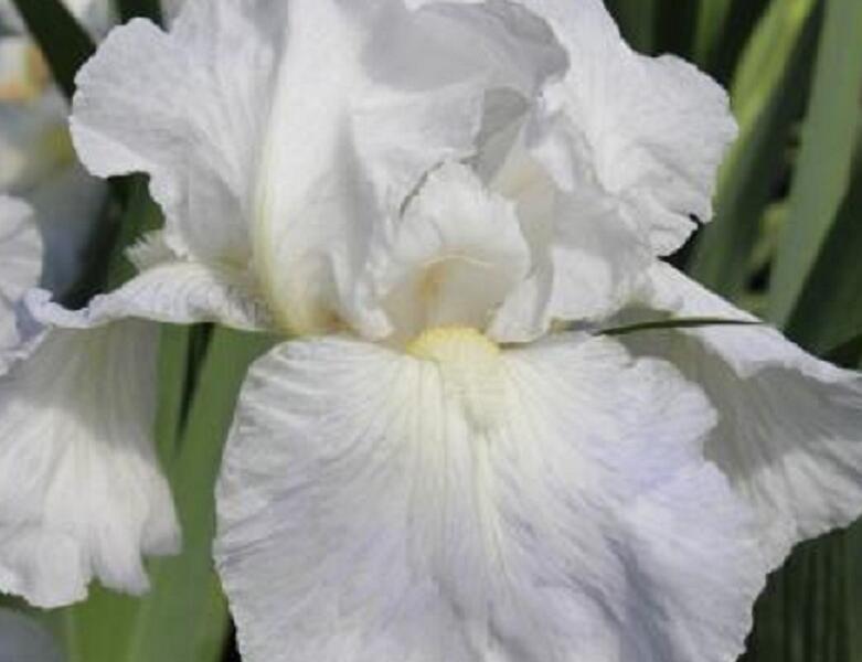 Kosatec německý 'Lady Snowflake' - Iris barbata-elatior 'Lady Snowflake'