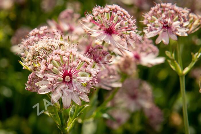 Jarmanka větší 'Sparkling Stars Pink' - Astrantia major 'Sparkling Stars Pink'